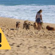 Dog walkers must not take their dogs on Amenity Beach in Lytham St Annes from Good Friday or risk getting a £100 fine. (Photo: Pixabay)