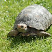 Darwin the Aldabra tortoise, the oldest resident at Blackpool Zoo, has died aged 105 (Canva)