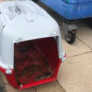 RSPCA’s plea after three dead rabbits dumped in dirty pet carrier in Lancs town