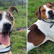 These four-legged friends are in need of a forever home, have a look at their profiles at the RSPCA Lancashire East branch. (RSPCA)