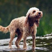Dog owners issued urgent warning over 'silent killer' amid 34C UK heatwave . (PA)