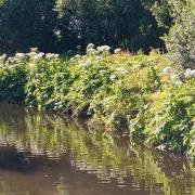 The Giant Hogweed has taken over the river bank in Higher Walton