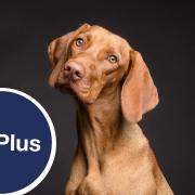 A dog and the VetPlus logo