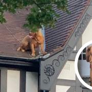 It's a bird, it's a plane...it's a very good boy stuck on the roof!