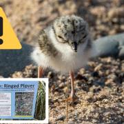 Ringed plover birds are endangered and nesting on Fleetwood Beach