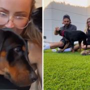 Olivia Attwood and Bradley Dack have adopted a new dog, Stitch. (Credit: Instagram/@oliviajade_attwood)