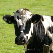 A generic image of a cow. (Image: Pixabay)