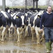 CATTLE KING: Farmer David Barnes with some of his cows at Withgill Farm in Mitton