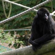 Our favourite animal characters you can see at Blackpool Zoo