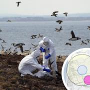 National Trust team of rangers in protective gear clear dead birds | Inset is an interactive map of bird flu control zones in Lancashire