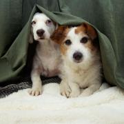 If you're one of those pet owners that are dreading the loud noises that come hand in hand with November 5, we might have some answers for you. ( PA)