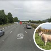 M61 traffic delays after sheep wanders onto carriageway