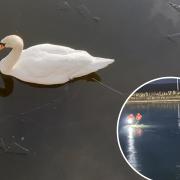 Inset photo of firefighters rescuing swan