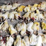 SO CRUEL Some of the 100 chicks which were battered to death at Knuzden Brook poultry farm in Knuzden