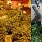 Some photos of the cannabis and weapons found by officers as they brought down the group as part of Operation Rockwell