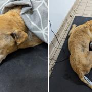 The elderly Staffordshire cross was found collapsed in snowy conditions in Burnley