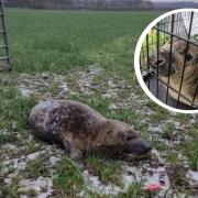 A seal pup was found in the middle of a field in Walton-le-Dale, 18 miles from sea