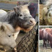 Clare's horses were all rescued from animal charity Blue Cross