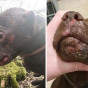 A Patterdale terrier known as Thugly who was attacked by a wild mammal