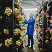 Demand by shoppers for exotic mushroom varieties has surged in the plant-based 