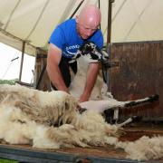 Sheep shearing demonstration by John Neary from Chipping at Royal Lancashire Show.