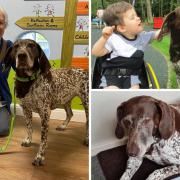 Shuna the therapy dog is celebrating five years at Derian House