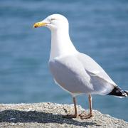 Blackpool Zoo is hiring Seagull Deterrents to help keep the birds away from visitor dining areas