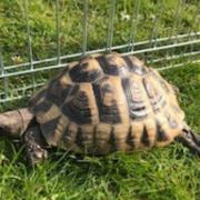 Shelly, the school tortoise