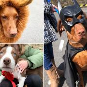 The stars of last year's dog show