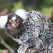 A marmoset