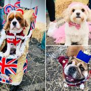 In Pictures: The adorable dogs crowned winners in the ‘Royal Dog Show’