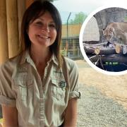 Rebecca Reynolds, head of Education, Conservation and Research at Blackpool Zoo. Inset photo is of a lioness eating a carcass,