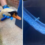 The swan's life was saved by the RSPCA and a veterinary surgery in Lytham St Anne's