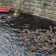 The RSPCA has rescued 65 ducks from the River Calder in Lancashire