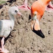 Flamingo chicks have broken a record at Blackpool Zoo