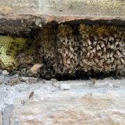 Bees at Elmfield Hall