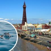 Dolphins have been spotted in Blackpool