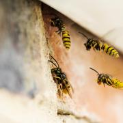 Wasps shouldn't be deterred using petrol, instead window netting and herbs can help you keep them out of your home - here are 7 tips