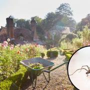 Spiders can act as pest control in our gardens and they help maintain a healthy garden ecosystem