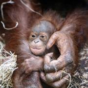 What name would you give to this baby orangutan at Blackpool Zoo?