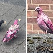 A pink pigeon has been spotted in Bury