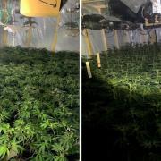 Police found a large cannabis farm in Bacup