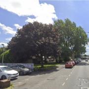 The protected trees on Colne Road, Burnley
