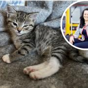 Malia Violet Beaumont and mum Naiomi  Beaumont Swindlehurst (inset) are trying to raise £4,000 to save Ulla the kitten