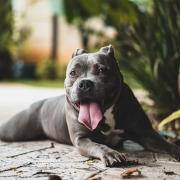 The two bully dogs attacked a 12 year old Jack Russell terrier