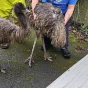 Two emus were rescued after wandering the streets of Rossendale