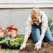 There are numerous ways to keep your garden tidy this winter