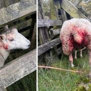 Police have released these graphic images after a sheep was attacked by a dog.