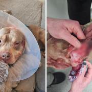 Zeus the American Bulldog was attacked by three dogs in Colne