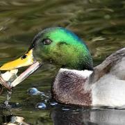 Mallard duck swimming on a pond with a baby's dummy in its beak